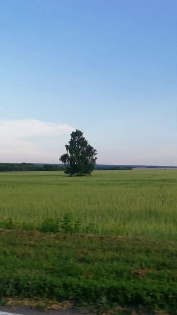 Во поле берёзка..
