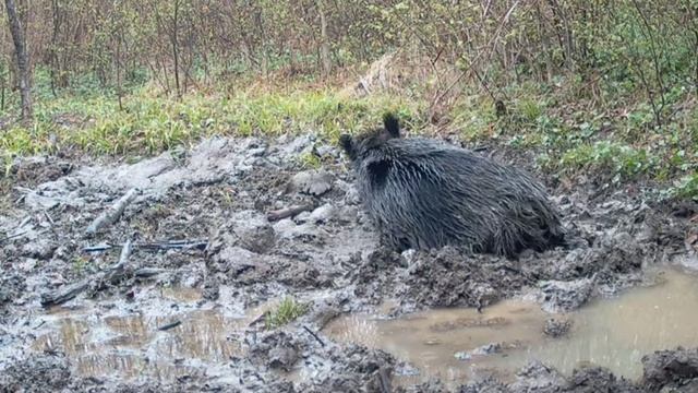 Кабаны видео фотоловушки