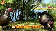 Забавные утки мускусные и пекинские на свободном выгуле ч.(1) ❣️🤗😂