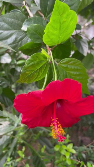 Гибискус или китайская роза #цветы #garden #растения