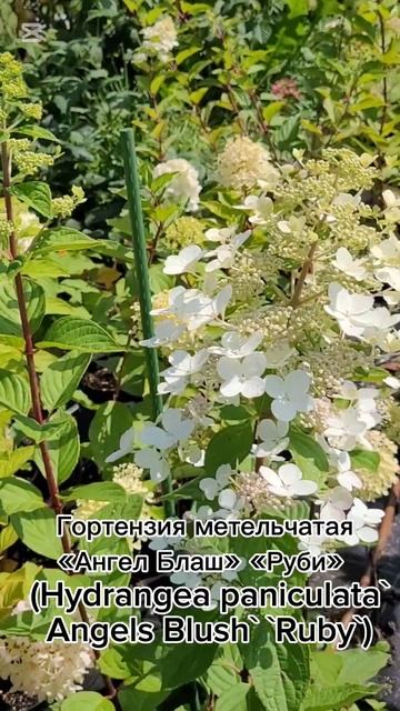 Гортензия метельчатая Ангел Блаш "Румянец Ангелов" (Hydr