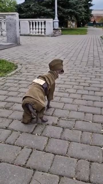 Просто кот на улицах Донецка сегодня