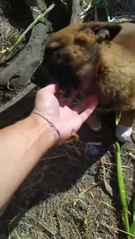 ДОМАШНИЕ ЖИВОТНЫЕ куры, гуси, кролики, козы, корова, ко?