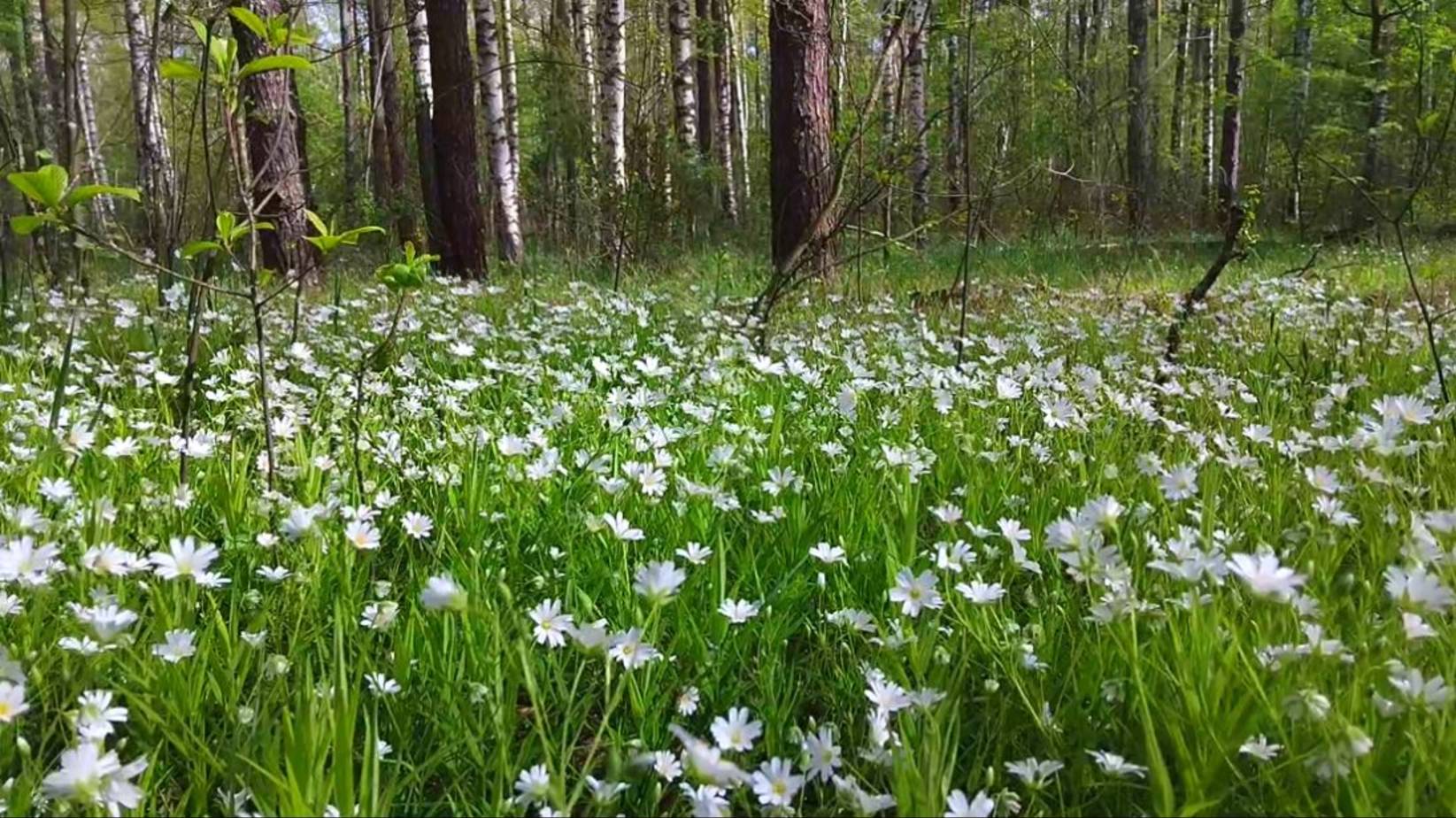 ЛЕСНЫЕ РОМАШКИ