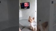 Такой малыш, а уже такой патриот 🙏🐶🫡