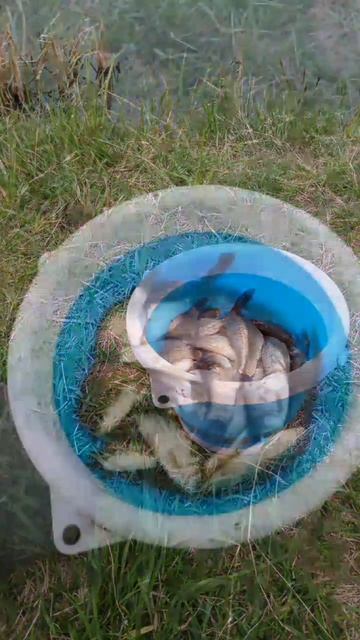 Вечерний клев пару часов. Половил немножко карасика на поплавок🎣 Насадка тесто🎣