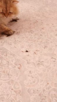 какой кошмар! Рома ест мух!
