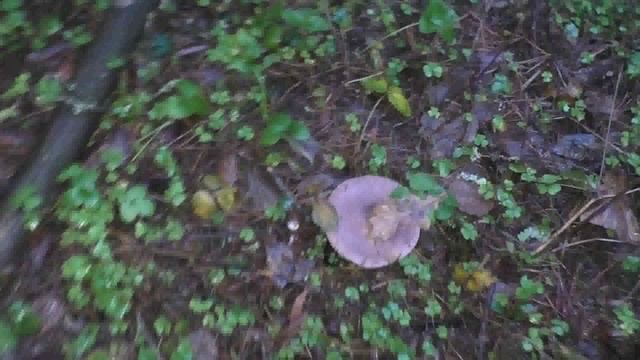 Рчдовки фиолетовые в лесу чудес
