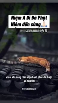 Мир домашних питомцев – Серия 455: Забавные и милые моменты