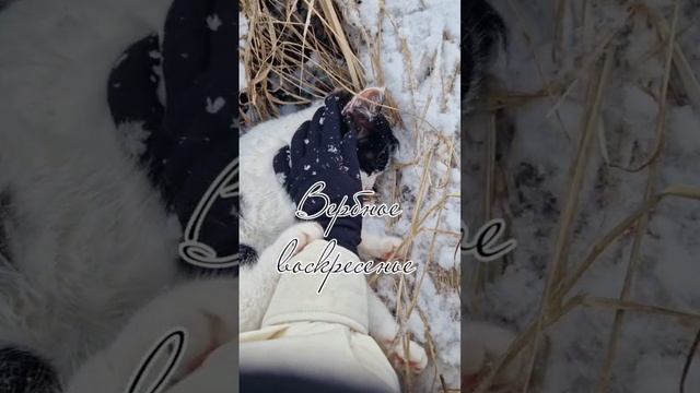С вербным воскресеньем❄️🌼