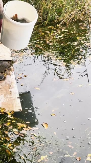 "Переселение душ" - карп зеркальный (12.11.24)