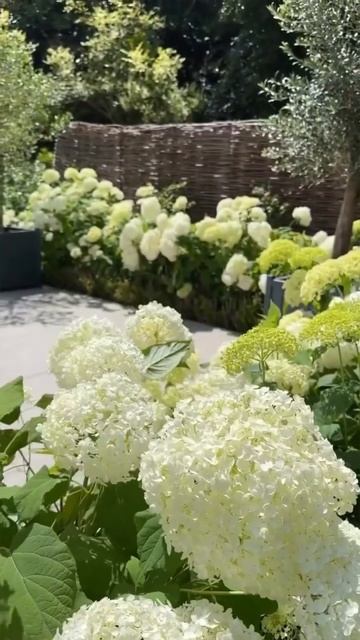 ANNABELLE #hydrangea #arborescens #древовидная#hortensia #гортензия #горте