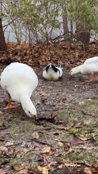 🦆 Некоторые утки освоили хитрый трюк: они «танцуют» на месте ногами, создавая вибрации, похожие ...