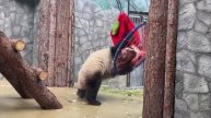 Катюша стала кунг-фу пандой