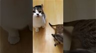 Наш TG https://t.me/liveofcats