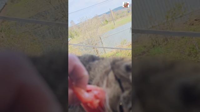 Вербуся с Настюней полюбили помидорки 😻🍅😻