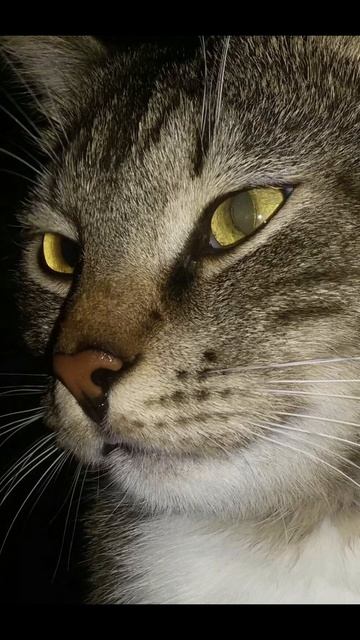 🐈⬛🔥🔥🔥🔥🔥