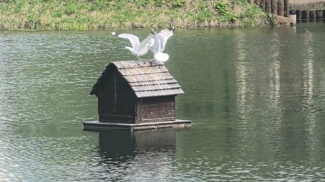 на пруду птицы кричат