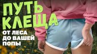 Путь клеща_ от рождения до вашей попы