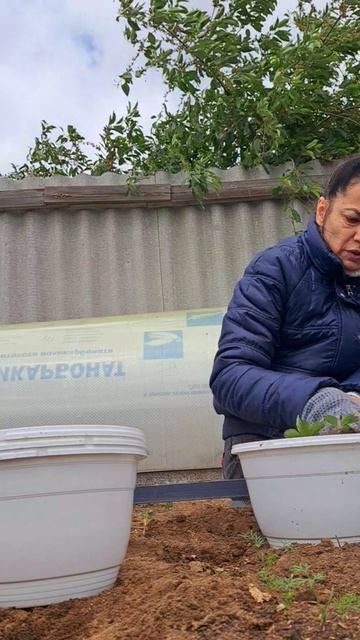 Рассадила мою ампельную клубнику Тоскану в новые кашпо с Вайлдбериз!👍👍👍
