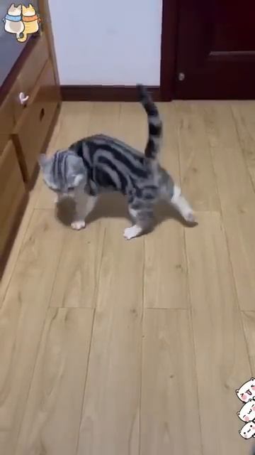 Боевые коты, настрой на смертный бой🐱