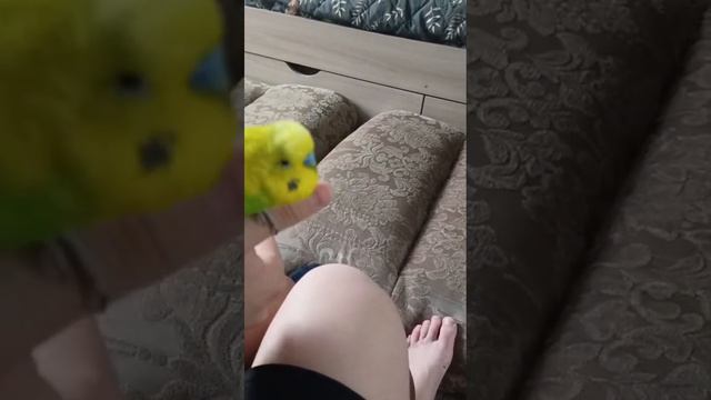 попугай Григорий