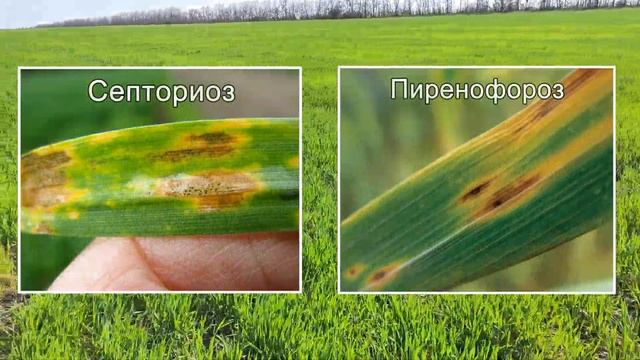 Гербицидная обработка | Озимая пшеница | 9 апреля 2024