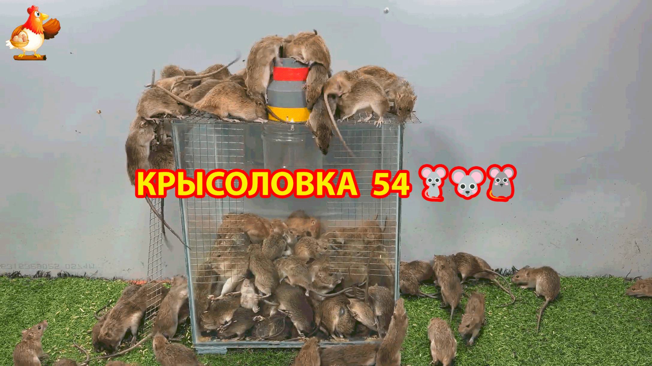 Крысоловка вариант (54) 🐀 Как сделать крысоловку своими руками и поймать кучу крыс 🐀🐁🐀