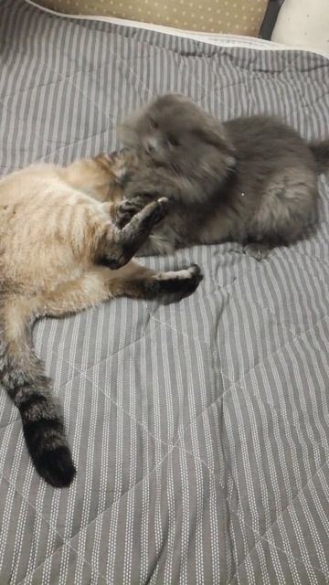 VID_20190811_224537