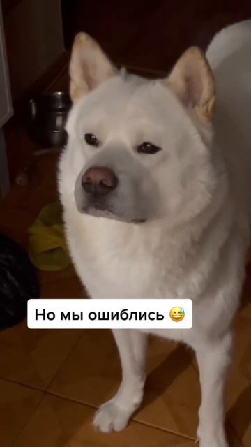 сабакен