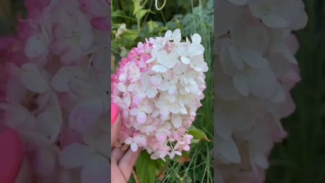 Гортензия Строберри Блоссом 🥰