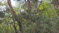 *ВОЙ ПОКОЙНИКА В ЛЕСУ*
фильмы, ужасы, кино, фильм, смотреть онлайн, лучшие фильмы, новинки кино, за
