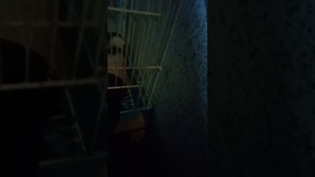 как приучить крышу 2 часть