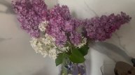 Сирень