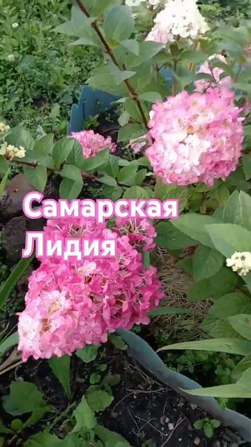 Гортензия метельчатая Самарская Лидия 3х летка август