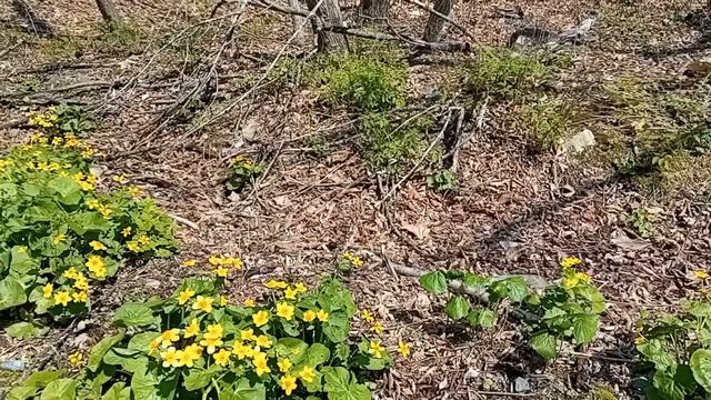 Весна в Приморском лесу.mp4