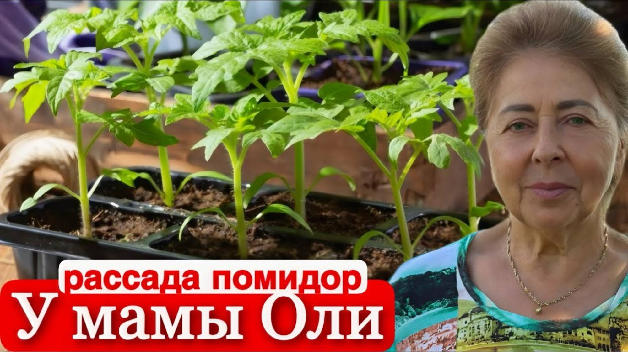 Дневник дяди Серёжи. НА ПОДОКОННИКЕ В ГЕРМАНИИ .Помидоры,перец,огурцы.Скоро будем высаживать на дачу