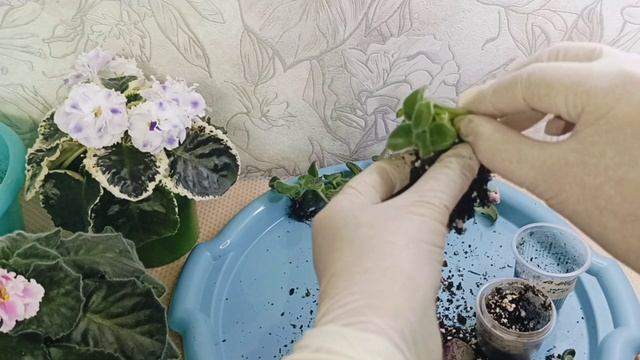 КАКИЕ бывают ДЕТКИ Фиалки, и хорошие, и бракованные... Отделяю и перебираю...