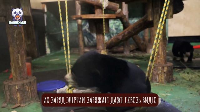 🐻 Медвежата Лучик и Звездочка из Московского зоопарка каждый день выдумывают новые трюки.
