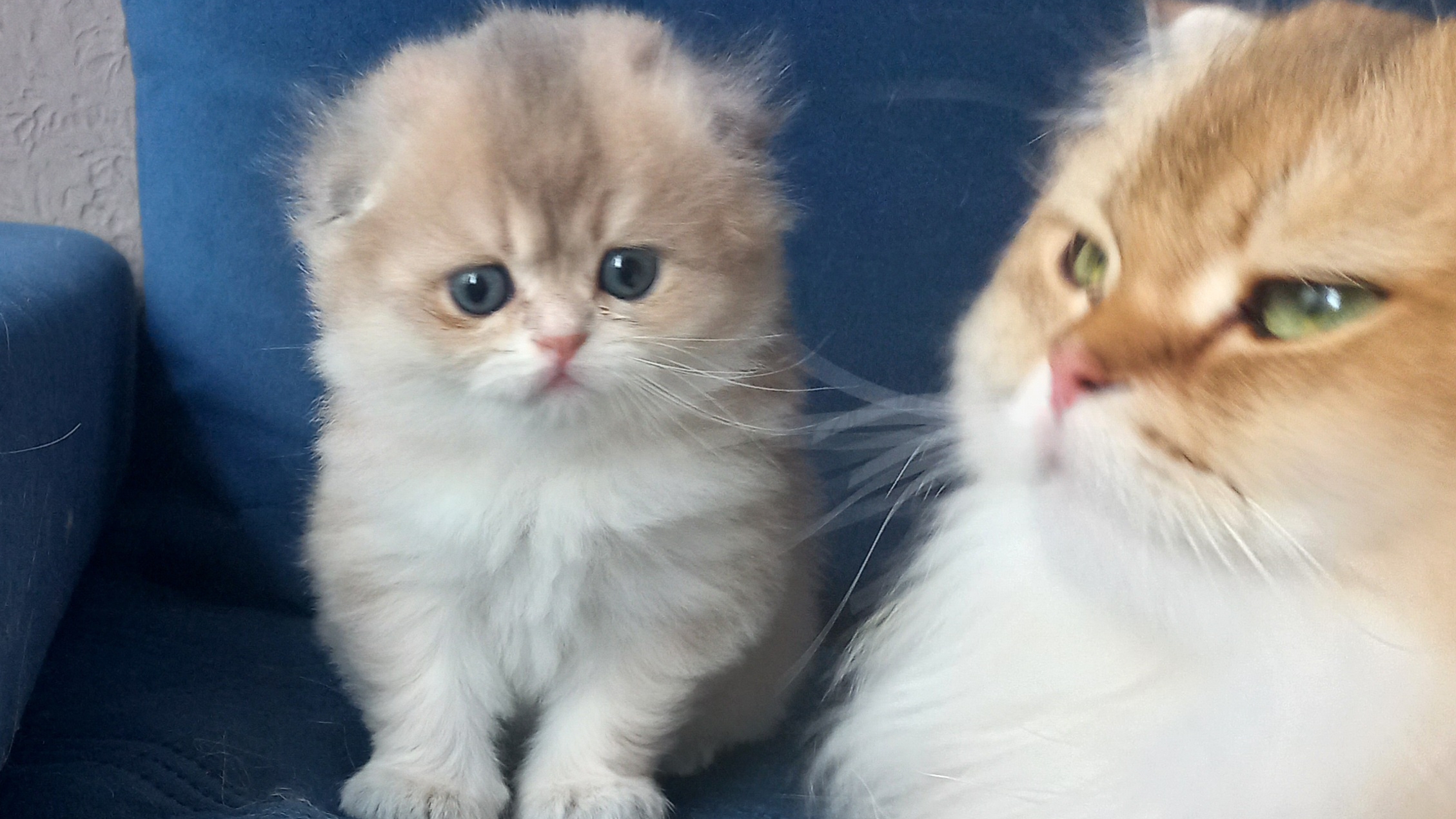 Малышка Афина