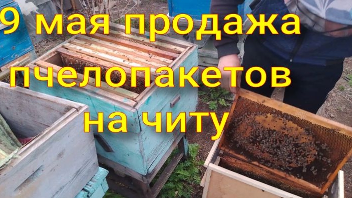 продажа пчелопакетов 9 мая