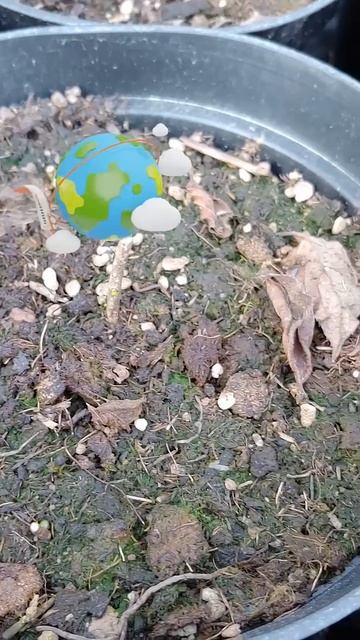 А У ВАС ТАК?😰🧐🤔 #shorts #garden #гортензия #сад