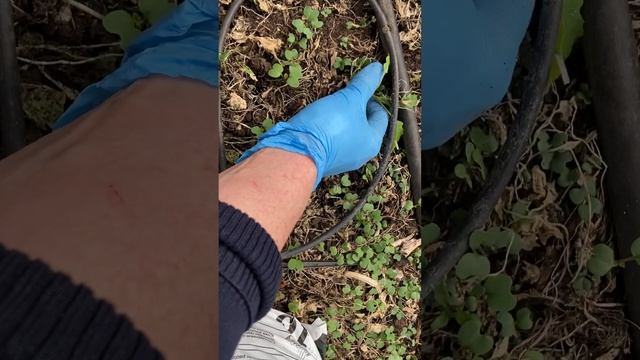 Малина растёт в теплице,удаляю.