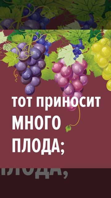 Золотые стихи Библии. Я есть лоза