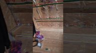 1000023435.mp4 (Собака смотрит на каркас для э/кабелей, установленный в доме А-фрейм)