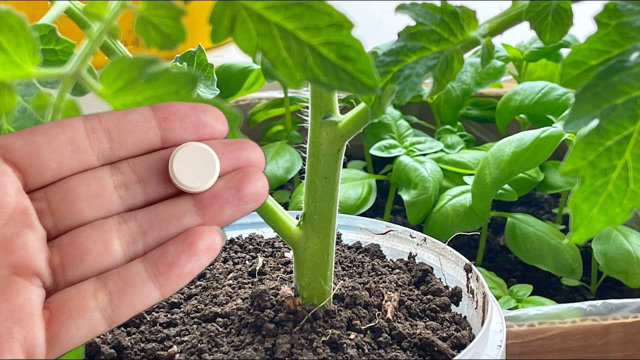 🌱 ЖАЛЕЮ, ЧТО НЕ ПОПРОБОВАЛА РАНЬШЕ! Теперь моя рассада - крепкая, жирная и коренастая!