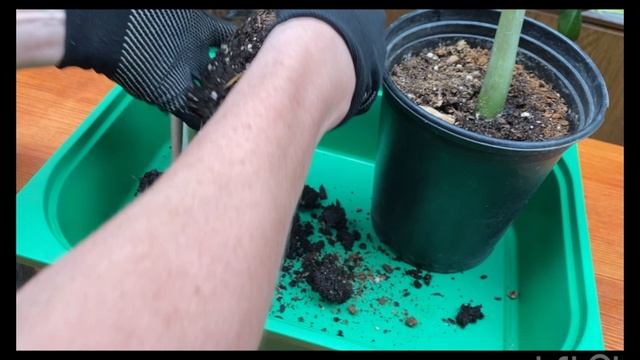 Какой объем горшка нужно брать при укоренении листьев замиокулькаса?