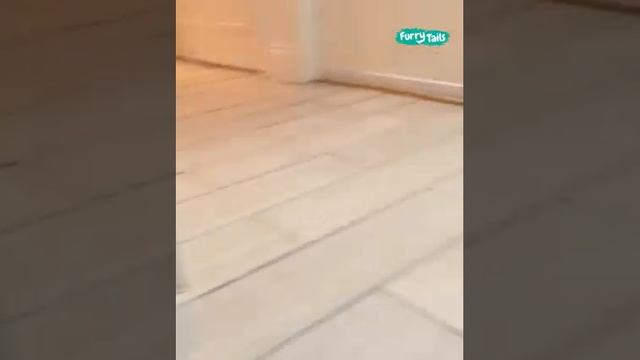 Когда питомцы смешат - Эпизод 115