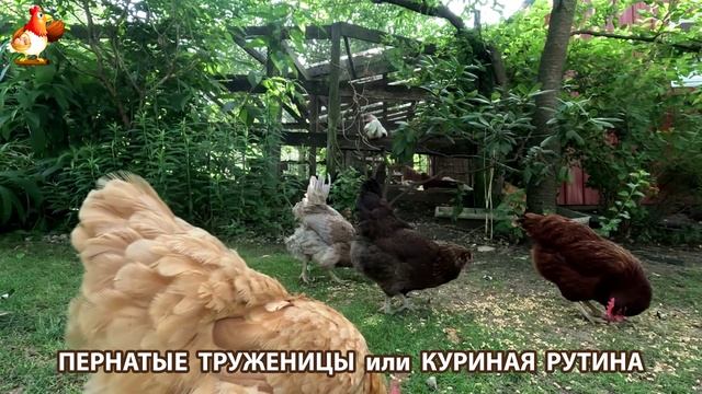 Куры несушки свободного выгула и их обычная куриная рутина – эпизод (264)