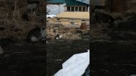 Кошачьи разборки